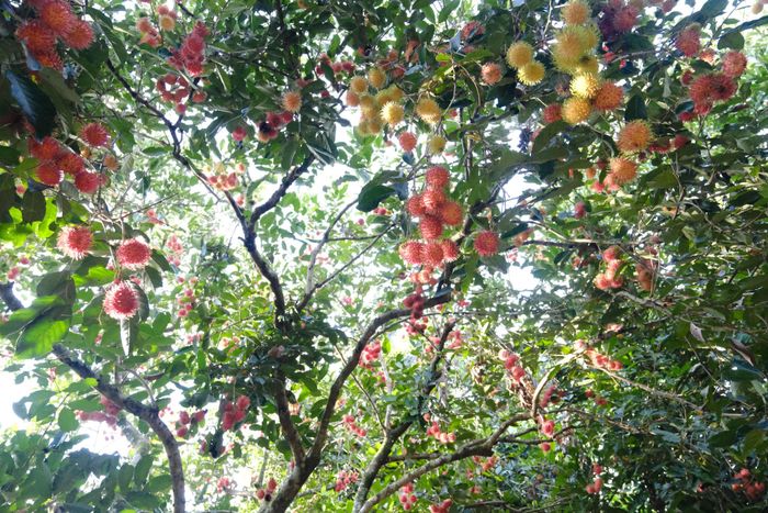 Những vườn chôm chôm sai trái, đang độ chín đỏ mọng tại Cát Tiên 2