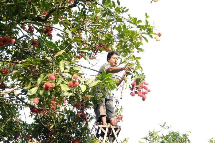 Nông dân Cát Tiên 2 tất bật thu hoạch chôm chôm từ sáng đến chiều tối muộn