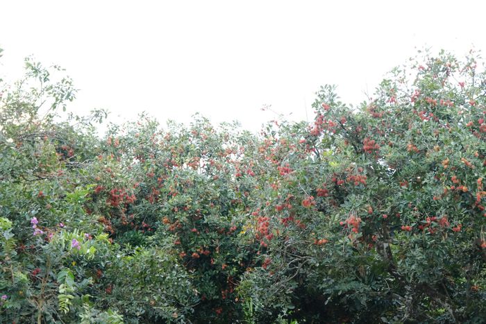 Giữa nhịp sống bình yên của miền quê Cát Tiên 2, những vườn chôm chôm vẫn âm thầm kết trái, mang theo niềm tin về những mùa bội thu