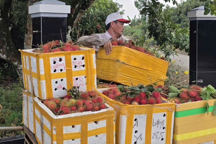 Nhà vườn tất bật thu hoạch chôm chôm để kịp chuyển đến các điểm tập kết cung ứng thị trường các tỉnh phía Bắc