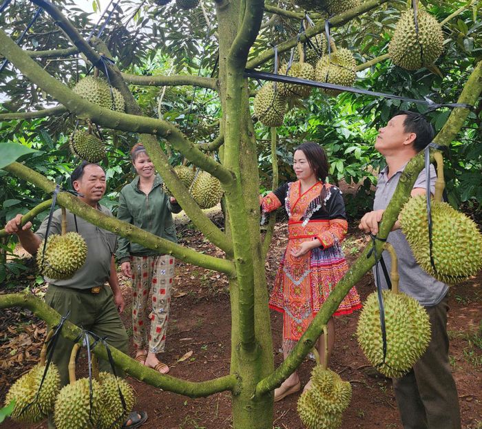 Người dân đến thăm, học tập kinh nghiệm chăm sóc cây trồng tại vườn của chị Tô Thị Hồng Vân