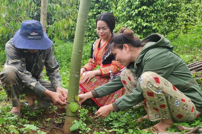 Chị Vân (ngoài cùng bên phải) chia sẻ kinh nghiệm chăm sóc hồ tiêu cho người dân
