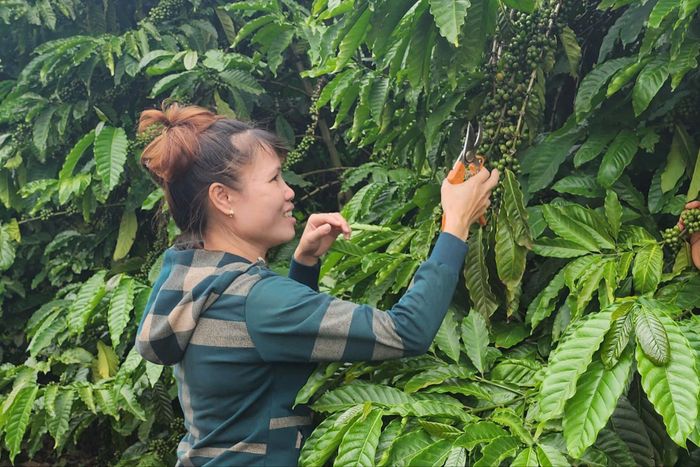 Chị Vân thường xuyên thăm, chăm sóc tốt vườn cà phê của mình
