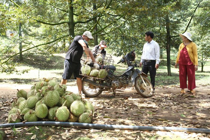 Nông dân xã Đạ Huoai 3 đầu tư phát triển sản xuất sầu riêng áp dụng công nghệ cao