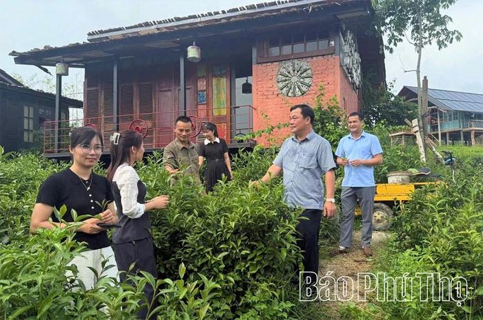 Cây chè là cây chủ lực, tạo nguồn thu nhập chính cho hàng trăm hộ gia đình xã Minh Đài.