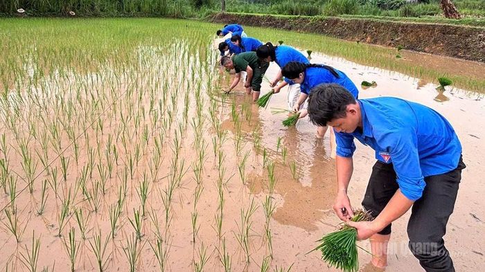 Đoàn viên, thanh niên xã Quang Bình giúp đỡ gia đình chính sách cấy lúa.