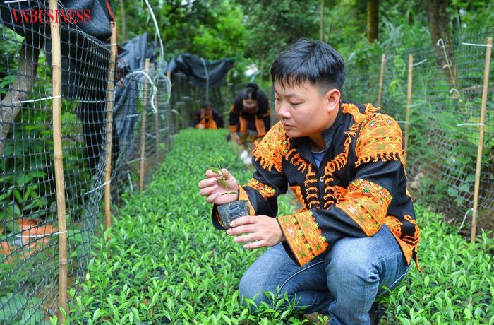 Chia sẻ với VnBusiness, Giám đốc HTX Hoàng Phúc Thắng cho biết HTX đang tập trung phát triển vùng nguyên liệu theo hướng bền vững, chủ động cây giống, mở rộng liên kết với các hộ dân để từng bước xây dựng chuỗi giá trị cho sản phẩm chanh rừng Mẫu Sơn.