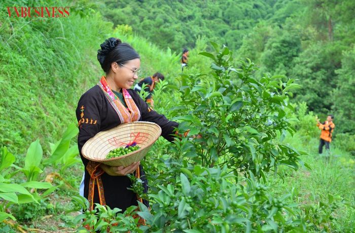 Vào mùa thu hoạch, các thành viên HTX tập trung thu hái chanh rừng. Quả được lựa chọn ngay tại vườn nhằm bảo đảm chất lượng trước khi cung cấp tới khách hàng.