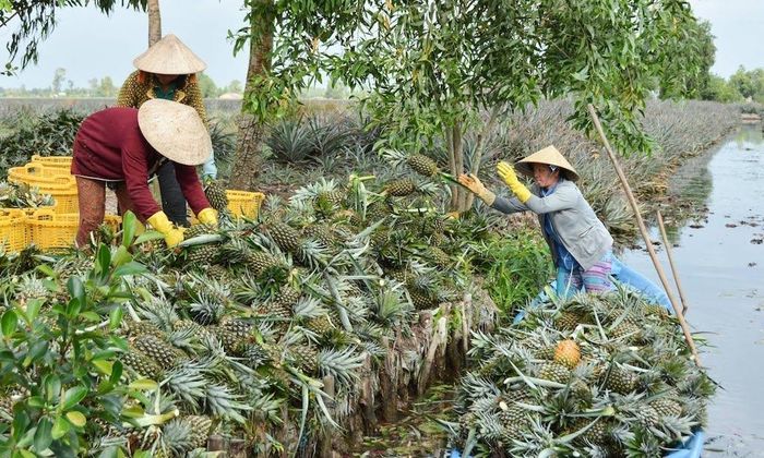 Thành viên HTX Thạnh Tiến thu hoạch khóm Cầu Đúc được sản xuất theo tiêu chuẩn VietGAP, GlobalGAP và hướng hữu cơ, góp phần phát huy giá trị tài sản trí tuệ của đặc sản địa phương.