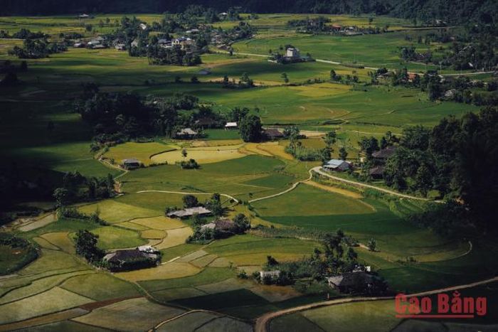 Những cánh đồng lúa đang vào kỳ phát triển mạnh, phủ kín thung lũng bằng sắc xanh non đầy sức sống.