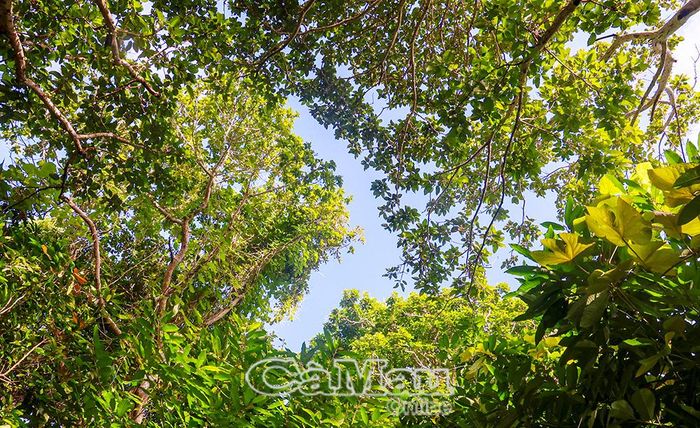 Trong mùa mưa, thảm thực vật như ôm Hòn Chuối vào lòng.