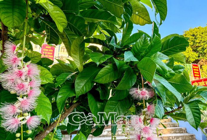 Từ Trạm Hải đăng Hòn Chuối phóng tầm mắt nhìn về Hòn Hàng, ngút ngàn một màu xanh, với hệ thực vật phong phú.