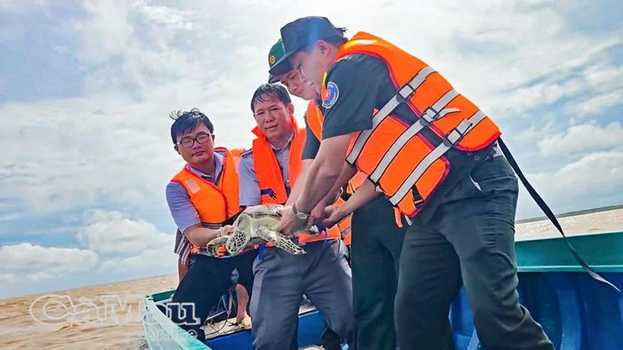  Lực lượng chức năng thả cá thể vích về biển sau khi chăm sóc, đảm bảo sức khỏe của vích khi trở về môi trường tự nhiên.