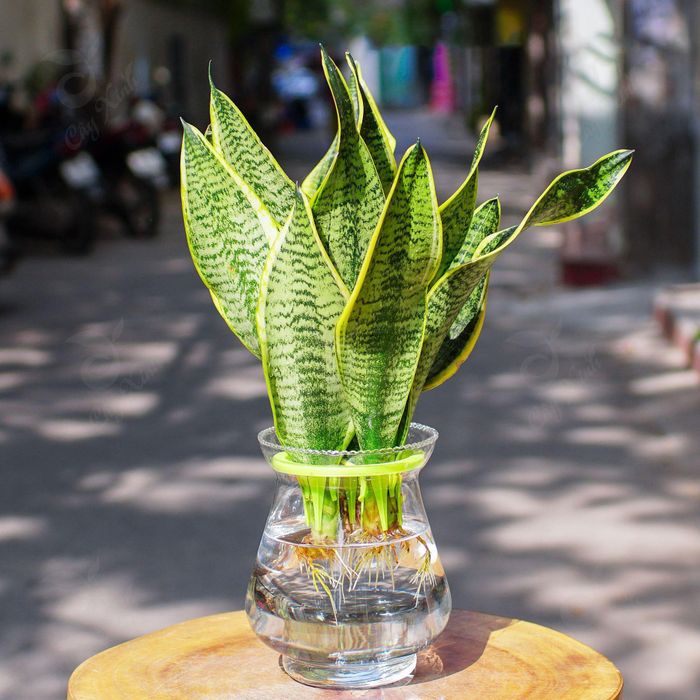 Cây lưỡi hổ kỵ với một số tuổi. Ảnh minh họa.