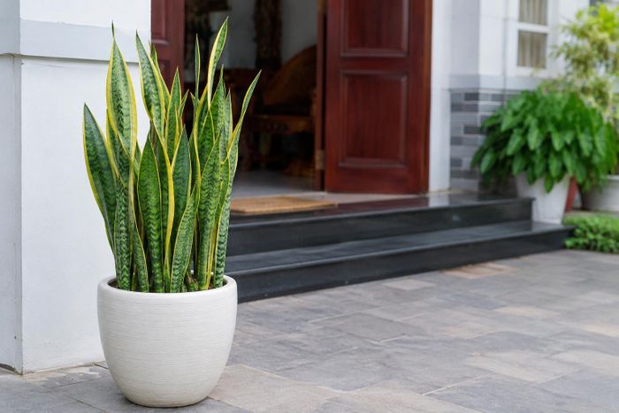 Loại đất phù hợp để trồng cây lưỡi hổ thường là những loại đất khô, thoát nước tốt như đất cát, đất sỏi hoặc đất có pha trộn thêm vật liệu giúp tăng độ tơi xốp. Ảnh minh họa.