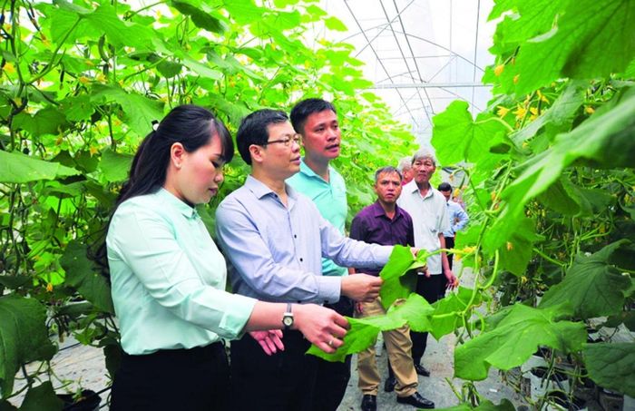  Nhờ mạnh dạn, tiên phong áp dụng khoa học kỹ thuật công nghệ vào trồng trọt, nông dân Nguyễn Việt Lâm ở xã Kháng Nhật huyện Sơn Dương, tỉnh Tuyên Quang đã khởi nghiệp thành công. Ảnh: Đồng chí Nguyễn Văn Sơn - Chủ tịch HĐND tỉnh Tuyên Quang (đứng thứ 2) thăm quan mô hình trồng dưa lưới của hội viên Nguyễn Văn Lâm. Ảnh Thanh Phúc 