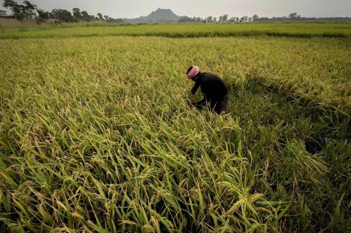 Việc đầu tư vào hệ thống cảnh báo sớm, hạ tầng thủy lợi, giống cây trồng thích ứng với thời tiết cực đoan và các giải pháp nông nghiệp thông minh sẽ đóng vai trò quan trọng trong việc giảm thiểu thiệt hại