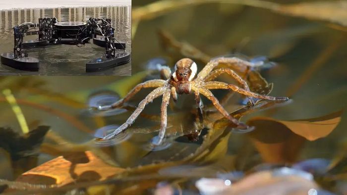 QuadBoat - robot thuyền bốn chân mô phỏng nhện nước, đang thử nghiệm khả năng cứu hộ trên mặt nước. (Ảnh: ArXiv)