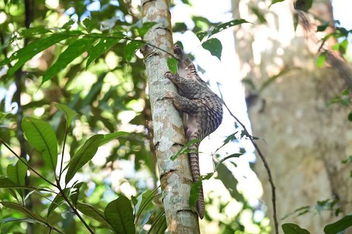 Động vật này có thể leo trèo lên những cây rừng cao. Ảnh: Xuân Thủy.