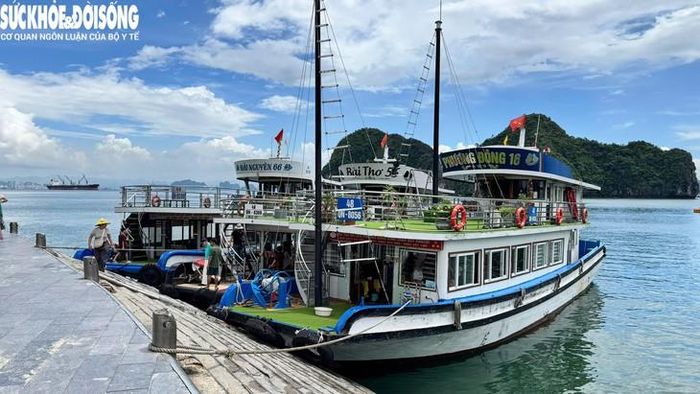 Các tàu du lịch đưa đón khách trên Vịnh Hạ Long. Ảnh: Tiến Sinh