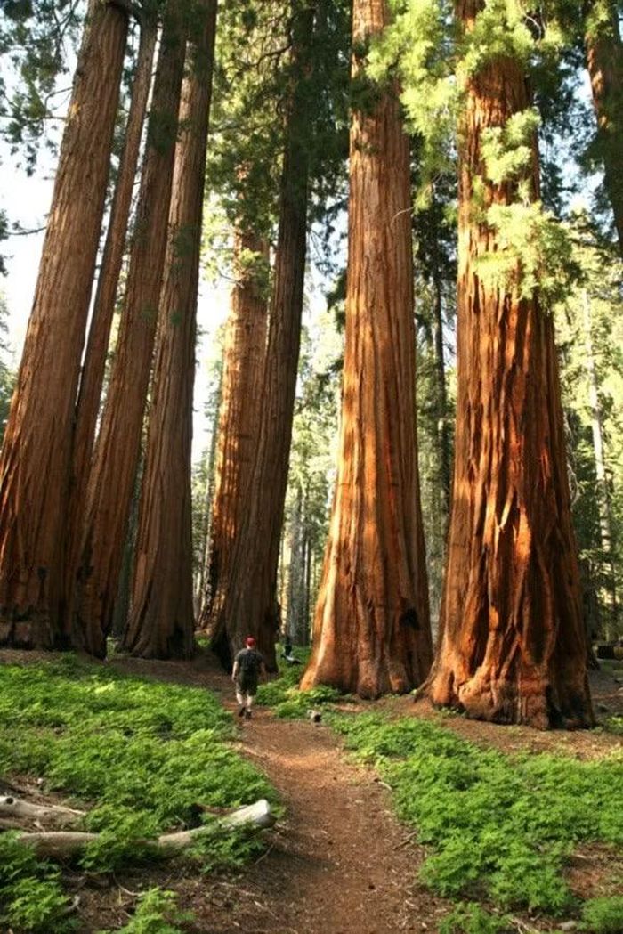 Một người đi bộ trong một vườn quốc gia ở Mỹ. Ảnh: Tales By Trees.