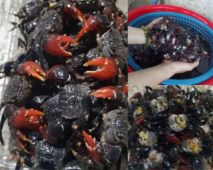 Cáy mật có giá khoảng 180.000 - 220.000 đồng/kg, tùy kích cỡ và thời điểm. Loại nhỏ khoảng 30-35 con/kg, loại to 20-25 con/kg.