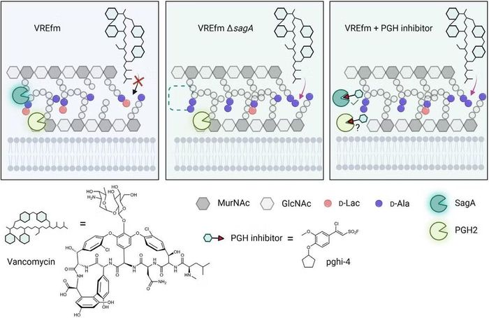 Việc bất hoạt dược lý SagA bằng chất ức chế PGH (pghi-4) làm suy giảm quá trình tái cấu trúc peptid khiến vi khuẩn nhạy cảm hơn với kháng sinh vancomycin.