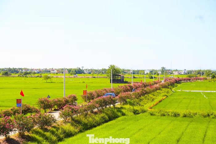 Những ngày này, tuyến đường hoa tường vi ở tổ dân phố Ngọc Liên (phường An Thắng, TP. Đà Nẵng) vào mùa nở rộ, tựa dải lụa hồng vắt ngang qua cánh đồng. Hơn 600 gốc tường vi trải dài gần 1 km, tạo nên cảnh sắc ấn tượng, thu hút đông đảo người dân, du khách, đặc biệt là giới trẻ đến tham quan, check-in. Ảnh: Giang Thanh