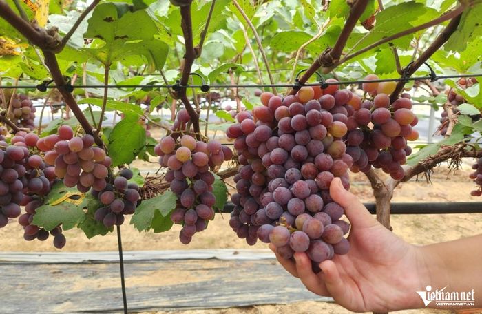 Mỗi năm vườn nho cho thu hoạch hơn 15 tấn quả, doanh thu khoảng 4 tỷ đồng. Ảnh: Lê Dương