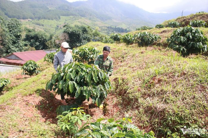Ngoài đi làm công nhân theo thời vụ, A Kun còn phụ giúp bố mẹ phát triển kinh tế gia đình. Ảnh: Ngọc Chí