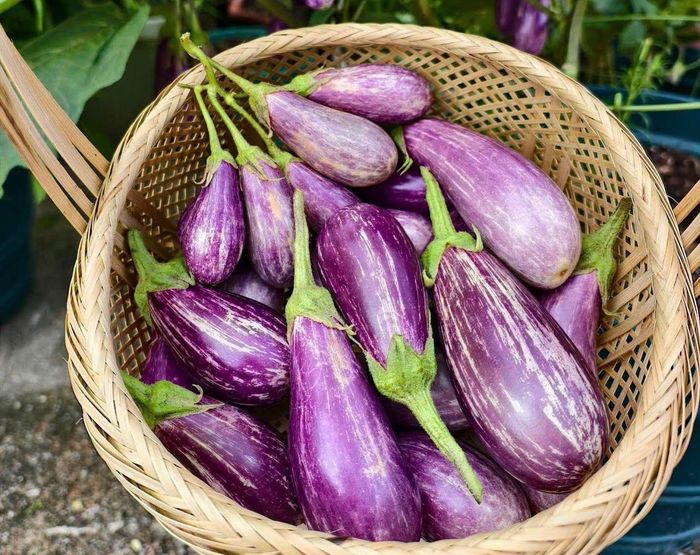 Cà tím rất tốt cho người đái tháo đường. Ảnh: Ngô Vinh