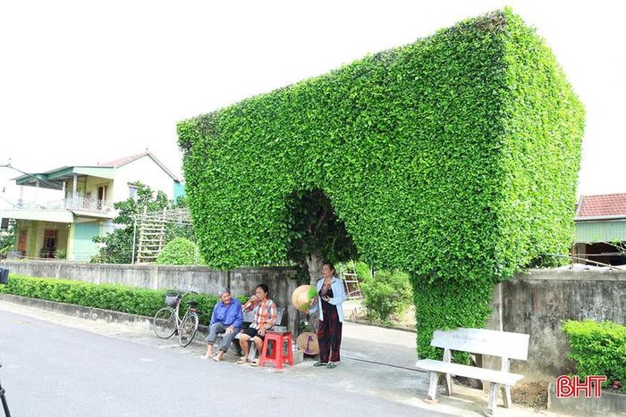 Ngôi nhà của ông Mai Xuân Tam nổi bật với chiếc cổng cổ được bao bọc bởi cây duối hàng trăm năm tuổi.