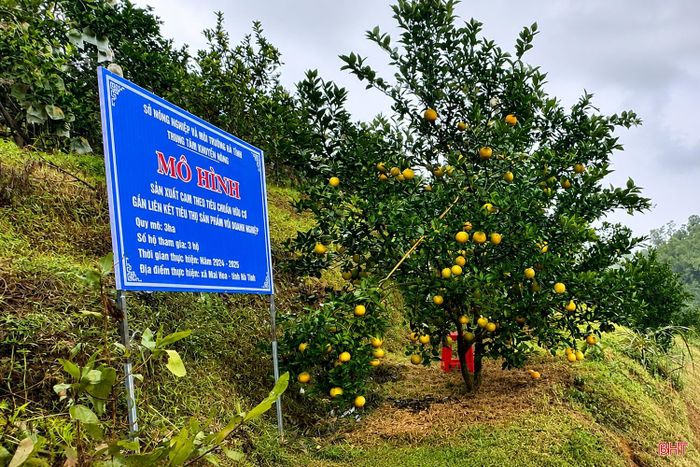 Mô hình triển khai tại xã Mai Hoa cho lợi nhuận đạt gần 110 triệu đồng/ha, cao hơn khoảng 15 - 20% so với mô hình canh tác truyền thống.