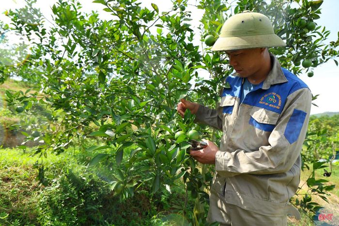 HTX Tân Phương Đông (thôn Nhật Tân, xã Đồng Lộc) ứng dụng công nghệ tưới hiện đại cho cây cam.