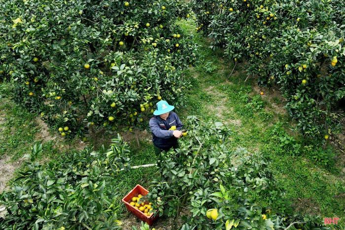 Hiện nay, toàn tỉnh có khoảng 7.400 ha cam, mang lại giá trị kinh tế ổn định cho người dân.