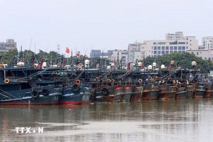 Tàu cá neo tại cảng để tránh bão tại tỉnh Quảng Đông, Trung Quốc. (Ảnh: THX/TTXVN)