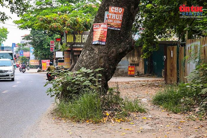 Một cây cổ thụ nằm sát mép đường, gây thu hẹp không gian giao thông trên tuyến đường 70 hiện hữu.