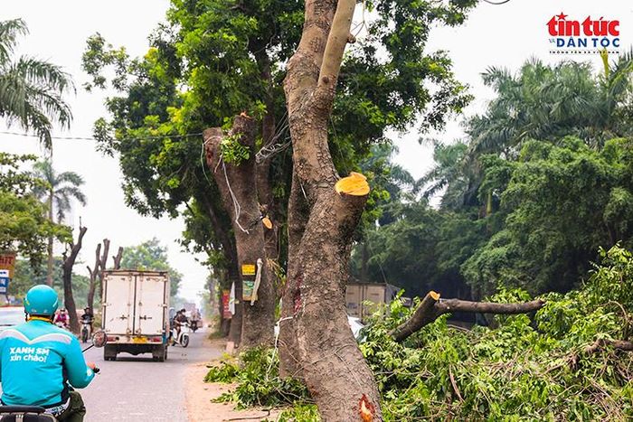 Việc xử lý cây xanh được triển khai trong khi phương tiện vẫn lưu thông trên phần đường hiện hữu.