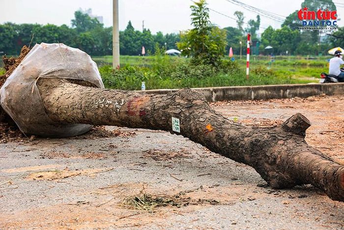 Các cây được đánh số, bó bầu rễ nhằm phục vụ việc vận chuyển và trồng lại tại vị trí mới.