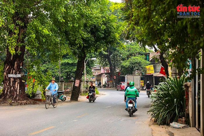 Những hàng cây xanh lâu năm từng tạo bóng mát cho khu dân cư dọc đường 70.