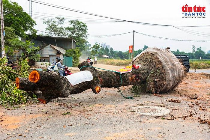 · Một cây xà cừ cổ thụ được đào nguyên bầu rễ, cắt tỉa cành để chuẩn bị di dời.