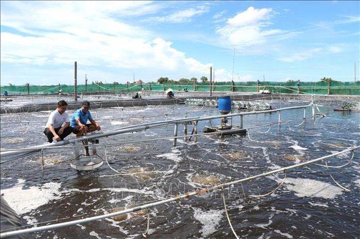 Mô hình nuôi tôm công nghệ cao của ông Ngô Văn Đệ, Hợp tác xã nông nghiệp Long Khánh, xã Long Thành, tỉnh Vĩnh Long.