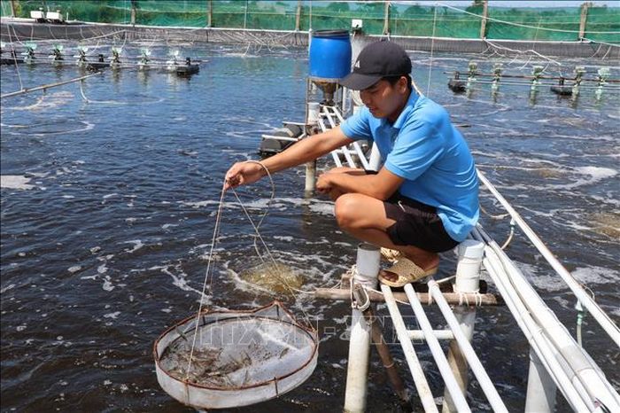Kỹ sư Trần Huy Hoàng, Hợp tác xã nông nghiệp Long Khánh, xã Long Thành, tỉnh Vĩnh Long, kiểm tra sinh trưởng tôm nuôi.