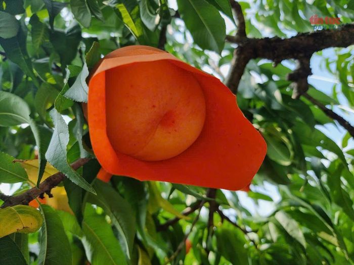 Bí quyết tạo nên thương hiệu đào trắng nằm ở kỹ thuật bao quả thủ công. Khi quả còn nhỏ, người nông dân dùng túi giấy chuyên dụng bọc từng quả đào để hạn chế ánh nắng trực tiếp, côn trùng và mưa gió. Nhờ vậy, vỏ đào giữ được màu trắng tự nhiên, thịt quả mềm, nhiều nước và có hương vị đồng đều.