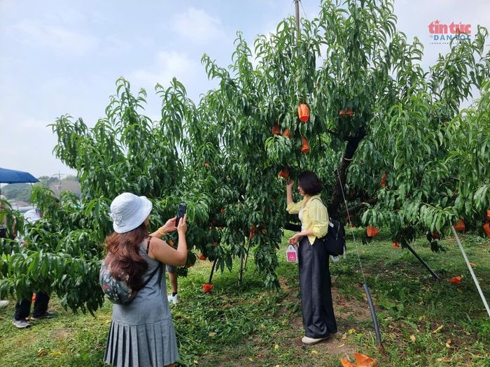 Du khách Việt Nam hào hứng chụp ảnh lưu niệm với vườn đào Nhật Bản.