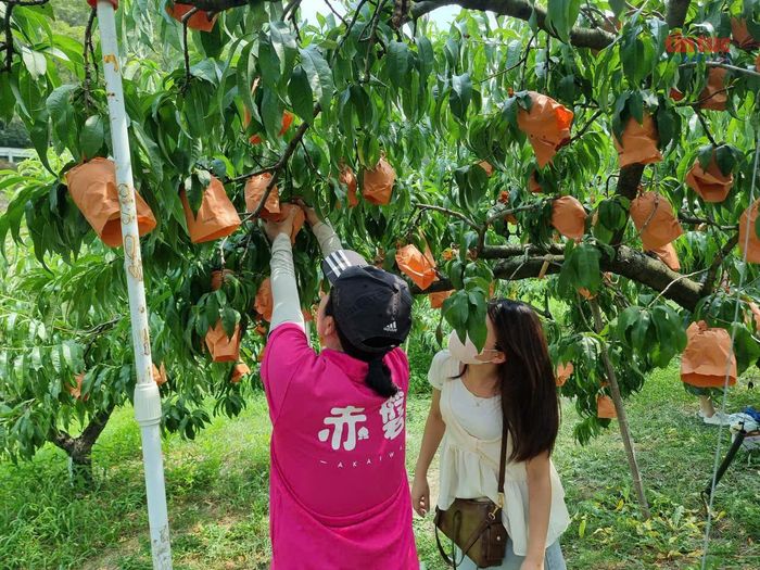 Hướng dẫn du khách hái đào đúng cách.