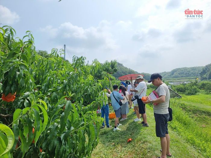 Mỗi du khách được phép hái 2 quả đào.