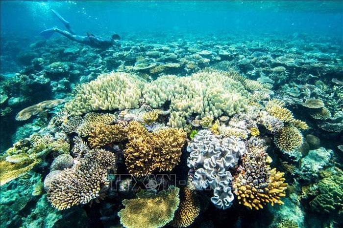 Rạn san hô Great Barrier ở Australia. Ảnh minh họa: Kyodo/TTXVN