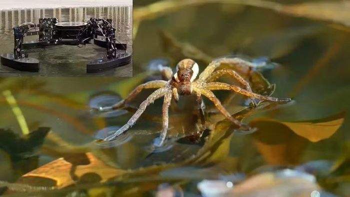 Phương tiện không người lái QuadBot lấy cảm hứng từ loài nhện câu cá. Ảnh: IE.