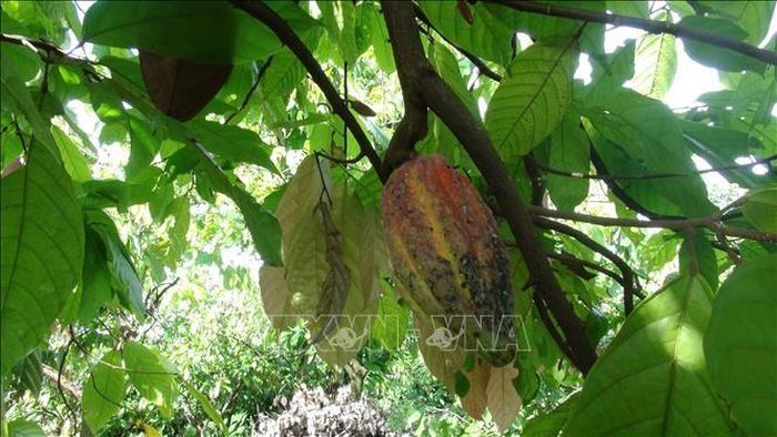 Vì sao sôcôla vẫn đắt dù giá ca cao giảm mạnh? Ảnh: TTXVN